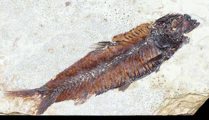 Knightia Fossil Fish - Wyoming #60879